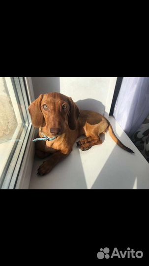 Щенок карликовой таксы