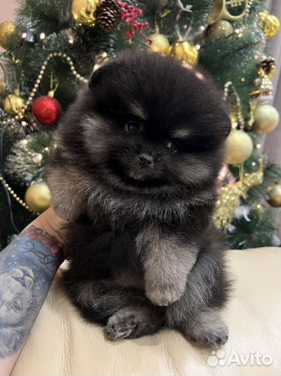 Щенки померанского шпица
