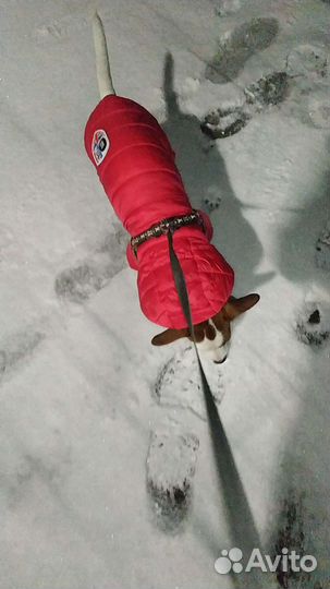 Одежда для маленьких собак