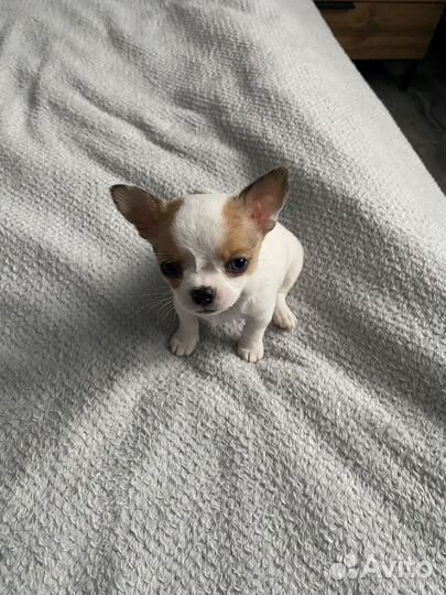 Чихуахуа мини