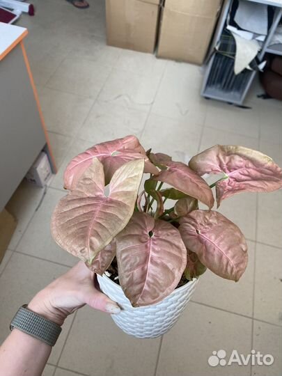 Сингониум Неон Пинк