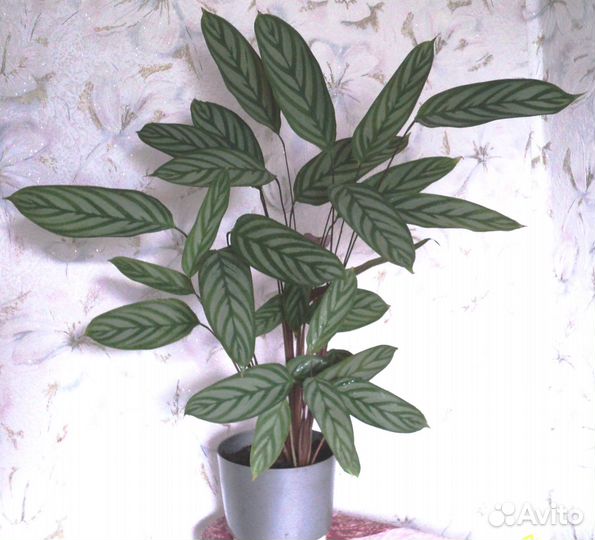 Калатея ктенанта