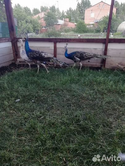 Продаю павлинов