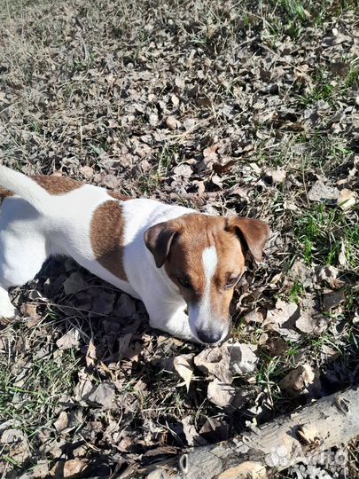 Собака для вязки