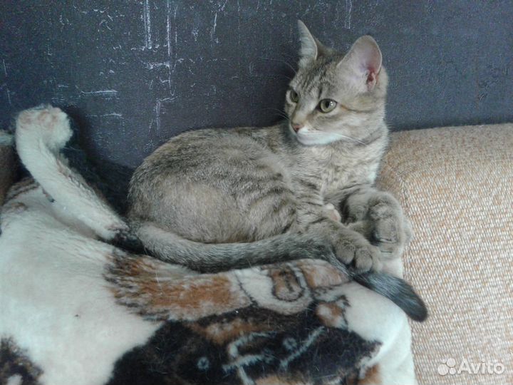 Миниатюрная Шейла в добрые руки