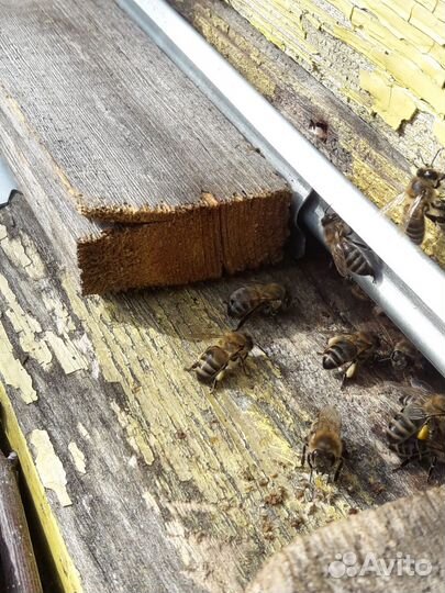 Продам пчелосемьи