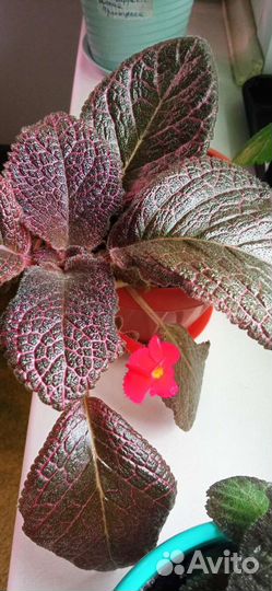 Эписции,бегония,кливия,стрептокарпус, хойя