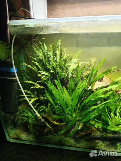 Аквариум