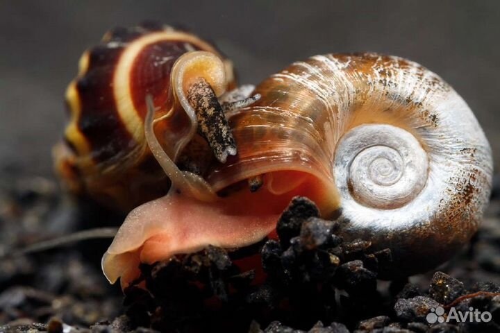 Улитка-киллер Хелена. Плотоядный санитар аквариума