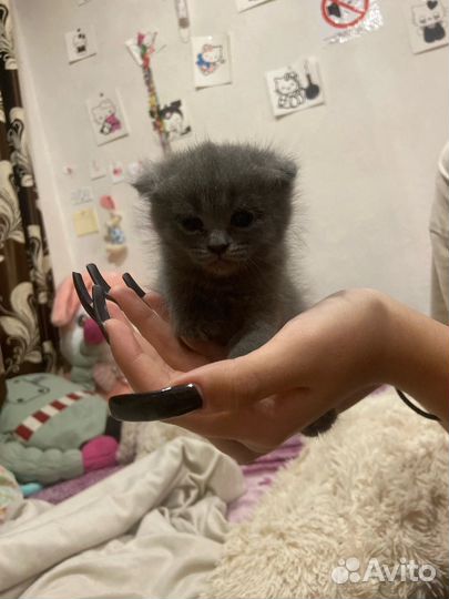 Британская кошка в дар