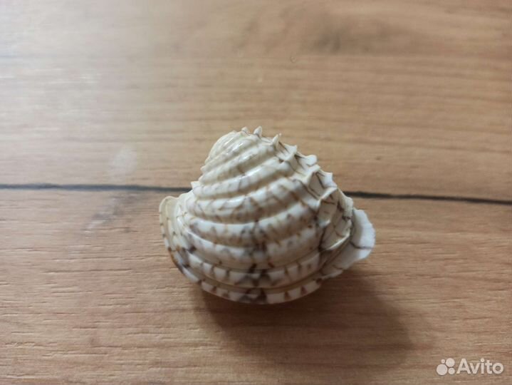 Морская раковина