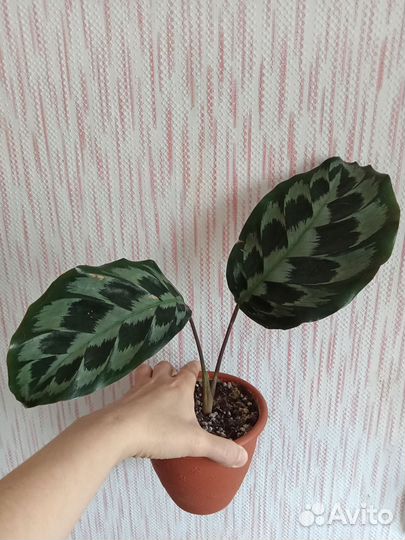 Растения ароидные домашние, монстера альба,калатея