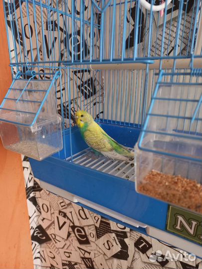 Волнистый попугай