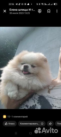 Предлагаются на вязку