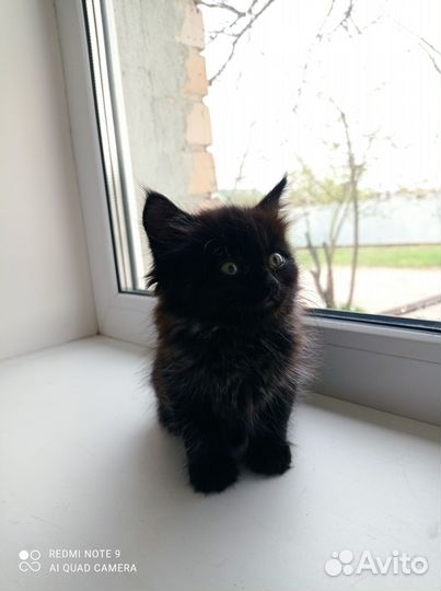 Котик в дар бесплатно