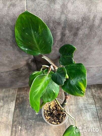 Филодендрон Белый Рыцарь и Белый Волшебник