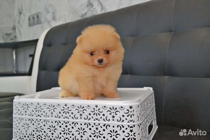 Щенки померанского шпица