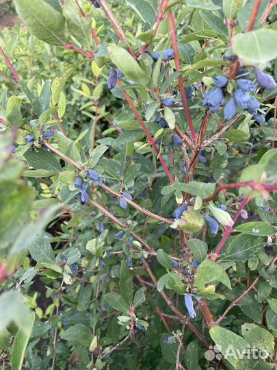 Жимолость ягоды