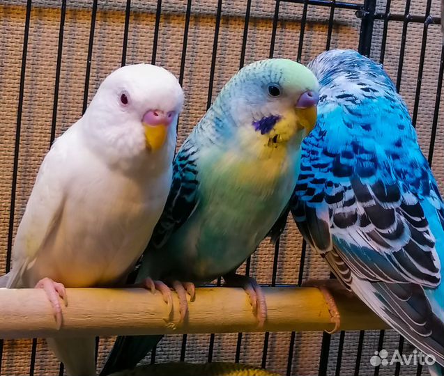 Волнистый попугай (малыши)