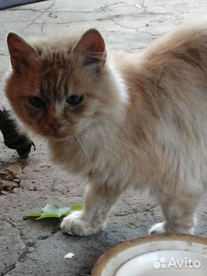 Кот Морковка