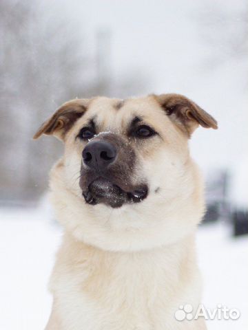 Домашняя собака в дар