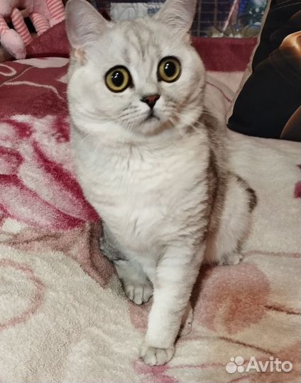 Шотландская