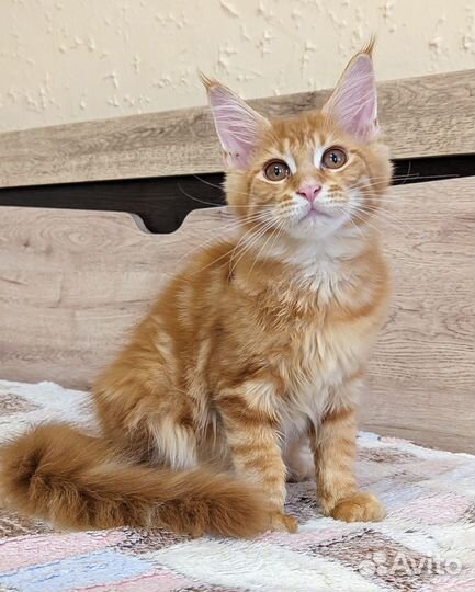 Котята мейн-кун