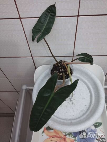 Филодендроны