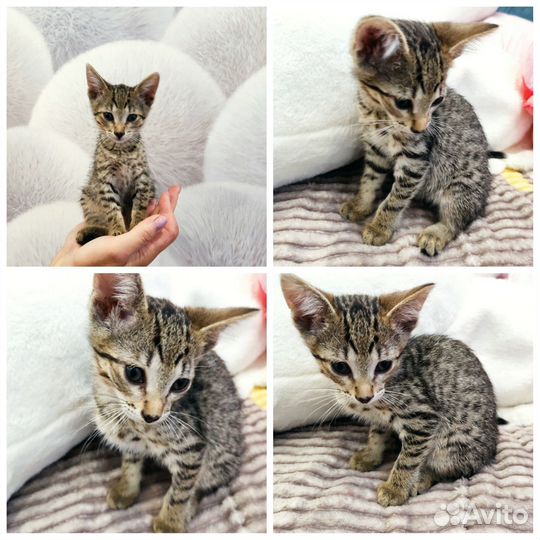 Котята с приюта