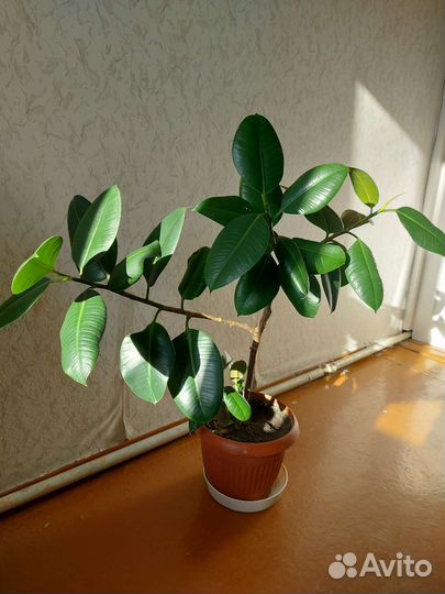 Фикус каучуконосный
