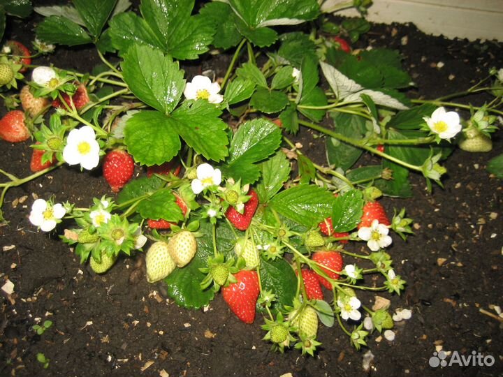 Клубника ремонтантная Мурано