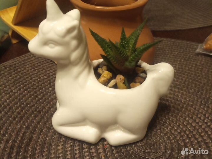 Суккуленты в кашпо