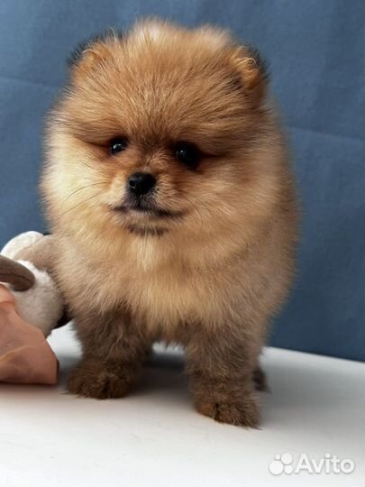 Померанский шпиц медвежьего типа