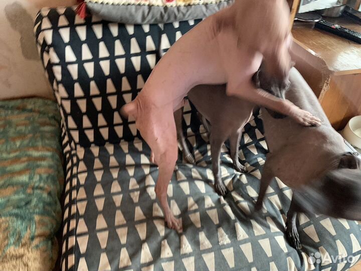 Мексиканская голая собака, Ксолоитцкуинтли