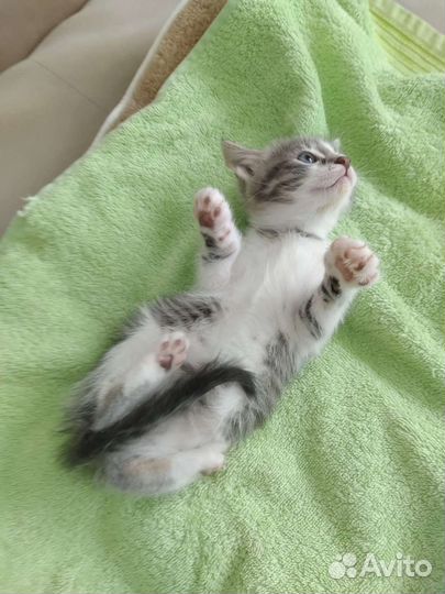 Котенок девочка 1,5 мес