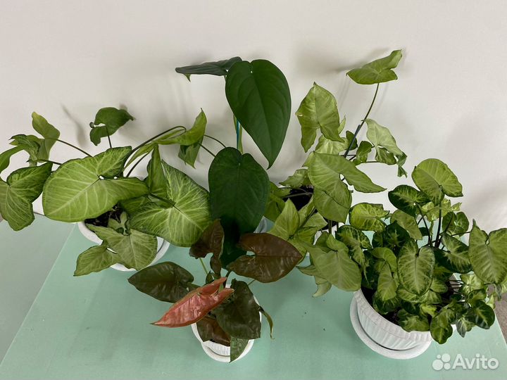 Сингониумы