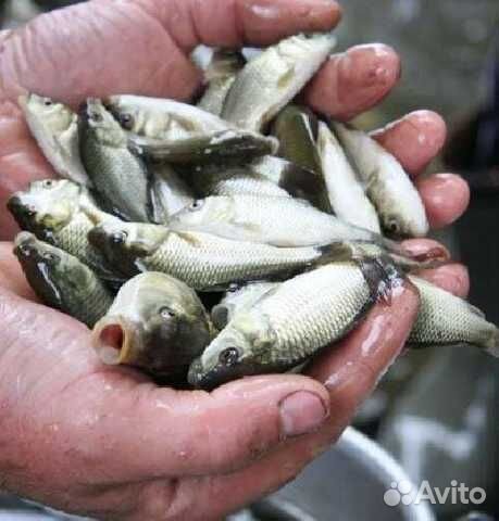 Живец карась