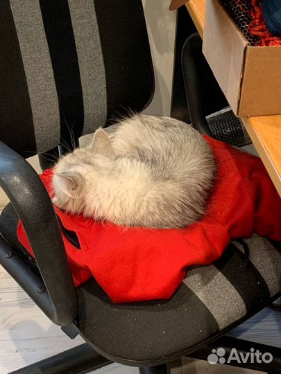 Персидская кошка