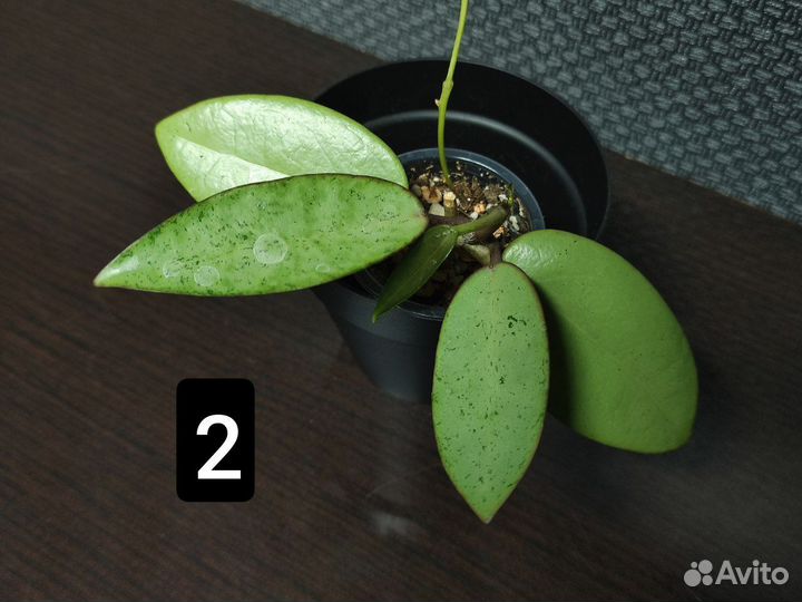 Хойи. Сильвер Доллар