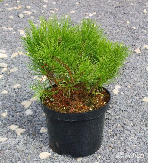 Сосна Мугус