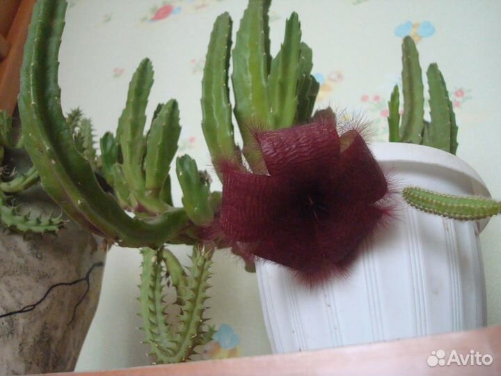 Комнатные растения