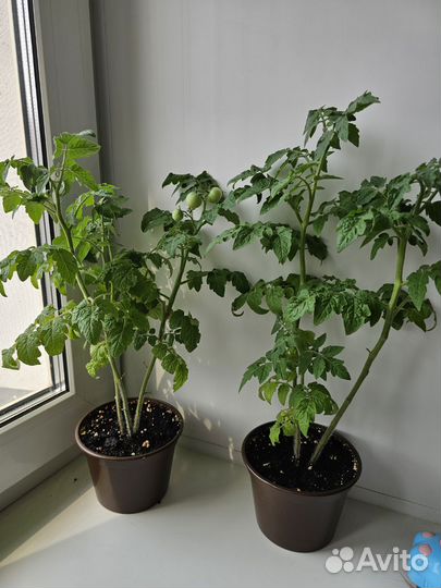 Комнатные томат,перец острый