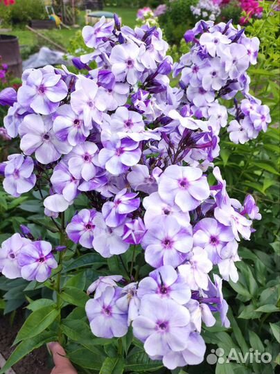 Флоксы многолетние сортовые