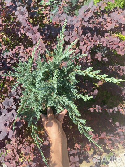 Можжевельник блю чип