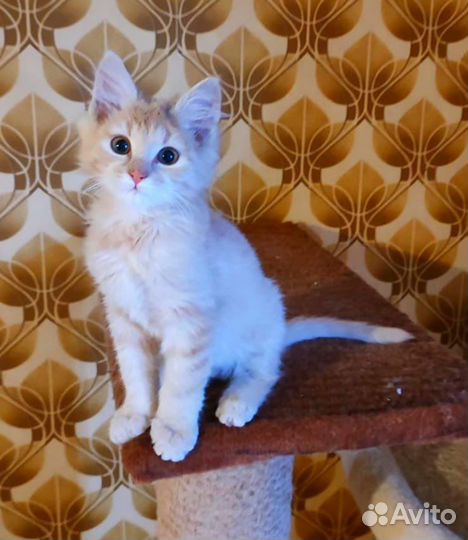 Рыжий котенок ищет дом