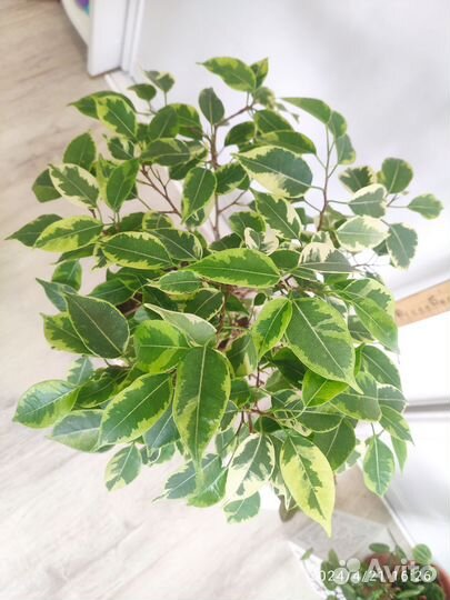 Комнатные растения, цветы разные