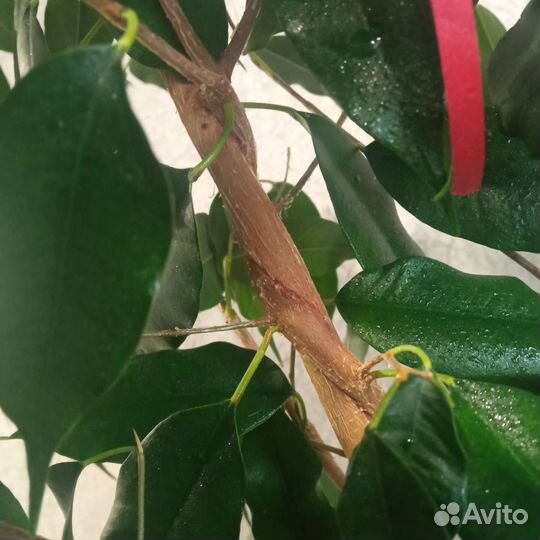 Фикус бенджамина