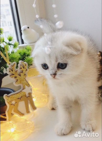 Вязка кота, Знаменитый Бонифаций