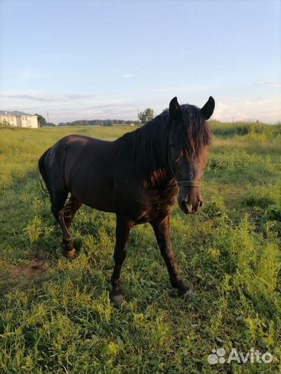 Лошадь (жеребец)