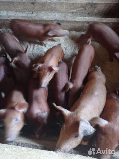 Поросята